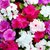 Plant House - Vinca 21 Hybrid Best Quality Mix Color Variety Flower Seeds For Home Garden - 21 Seeds