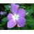 Plant House - Vinca 21 Hybrid Best Quality Mix Color Variety Flower Seeds For Home Garden - 21 Seeds