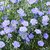 Plant House - Flax 21 Hybrid Best Quality Mix Color Variety Flower Seeds For Home Garden - 21 Seeds Pack