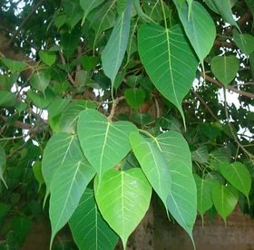 INFINITE GREEN  Peepal / Pippala /  Peepul /Ashwattha / Ficus Religiosa Plant Seeds ( 21 Seeds Per Pack )