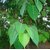 INFINITE GREEN  Peepal / Pippala /  Peepul /Ashwattha / Ficus Religiosa Plant Seeds ( 21 Seeds Per Pack )
