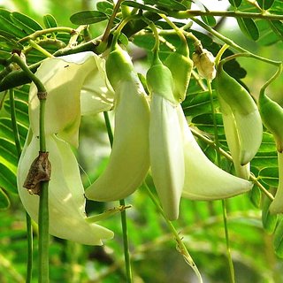 Plant House Live Yellow Agastya - Hummingbird - Agati - Sesbania grandiflora - Aghastya Very Useful Medicinal Plant