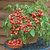 ENORME High Red 200Pcs Climbing Tomato Fruit Plant Seeds Edible Home Garden
