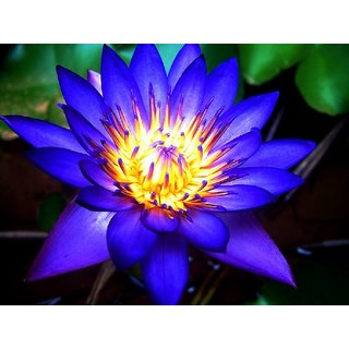 Buy Plant House 21 Blue Lotus Flower Seeds Organic Seeds Indian Lotus Seeds Sacred Lotus Seeds 21 Online Get 70 Off