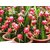 ENORME 200Pcs Seeds Dragon fruit Rare Fruit Vegetable Seeds Bonsai Suitable Edible Garden Climbing Plant