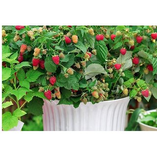 Raspberry Bonsai