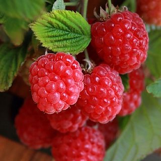ENORME Everbearing Raspberry 200 Pcs Seeds Bare Root Plants Sweetest & Most Aromatic