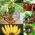 ENORME Extra-Tasty Banana Plants Juicy Banana Bonsai Plants 200 Seed Pack Natural Growth for DIY Home Garden