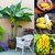 ENORME Nursery Buy Online Hybrid Grafted Banana Fruit Plant Saplings In India 200 Seeds
