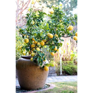Buy ENORME Gardens Indoor Everbearing Lemon Mara des Bois p p Fragaria hybrid Fruit Seed for ...