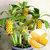 ENORME 200Pcs/ Seeds Bag Edible Banana Plants Rare Sweet Organic White Banana Fragaria Fruit Plants for Home Garden