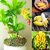 ENORME 200Pcs/ Seeds Bag Edible Banana Plants Rare Sweet Organic White Banana Fragaria Fruit Plants for Home Garden