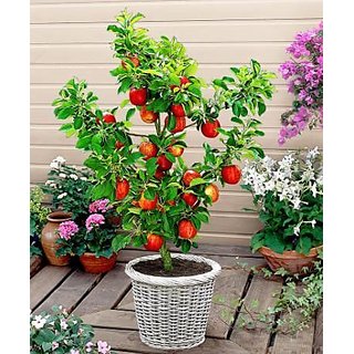 ENORME 200 Rare Fruits Seeds Combination Edible Strawberries for home