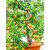 ENORME Rare Red Apple Guava/Cherry Guava Live Plant - Medium Size (Psidium cattleyanum) 200 PCs Seeds Packet