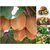 ENORME Fruit Seeds Kiwi Alpine Fragaria  200 Pcs Seeds Edible Home Garden
