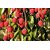 ENORME Nursery Buy Online Hybrid Grafted Litchi Fruit Plant Saplings In India 200 Seeds