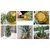 ENORME Rare Exotic Tropical Climbing Red PineApple Hanging Fruit 200 Pcs Seed Packet