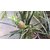 ENORME Rare Exotic Tropical Climbing Red PineApple Hanging Fruit 200 Pcs Seed Packet