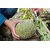 ENORME Fruit Bonsai 200Pcs Seeds Edible Melon Perfume Bonsai Melon Fruit, Edible Melon Bonsai for Home Garden Plant