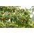 ENORME Chiku 200 PCs Seeds Packet