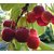 ENORME Nursery Buy Online Hybrid Grafted Cherry Fruit Plant Saplings In India 200 Seeds