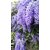 Plant House Live Creepers And Climbers Petrea Volubilis Purple Real Flowering Creepers  Climbers Healthy Plant