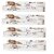 Scar Free Antimarks Cream Pack-4