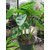 15 Bulbs of Colocasia Esculenta Elephant Ear Taro Plants for Growing Propagation