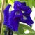 Blue Clitoria Aparajita Butterfly Pea or Clitoria Ternatea Blue Flower Plant 12 Seeds for growing sowing