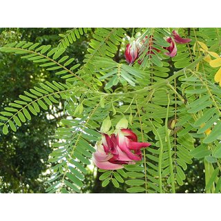 Buy Saraswati Gardens Live Sesbania grandiflora/Agastya/Agathi ...