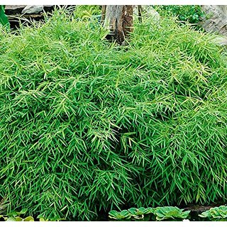 Buy Live Bamboo Grass/Pogonatherum paniceum Plant, Outdoor Decorative Plant  Online @ ₹239 from ShopClues