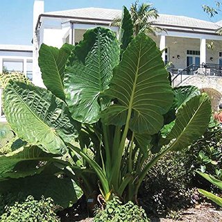 Buy 6 Bulbs Of Rarest Alocasia Macrorrhiza Borneo Giant Tropical Huge Elephant Ear Massive Foliage Plant Propagation Online Get 59 Off