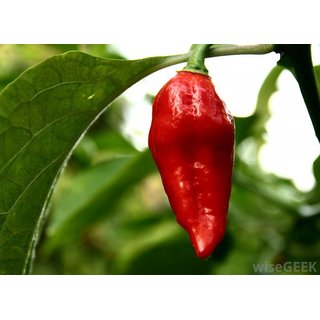Buy Vegetable seeds Hot Chili Pepper Bhut Jolokia - Naga Jolokia Ghost ...