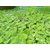 5 Pcs Live plants , Dwarf Water Lettuce, Water Cabbage, Pistia stratiotes, water plant - Aquatic plant floating plant