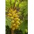 All Season Gardens Thai Hybrid Dwarf Papaya Seeds (Yellow) - Pack of 30 Seeds