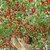 Giant ITALIAN TREE TOMATO Trip L Crop Vegetable Seeds - 10 Rare Seeds