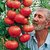 Gardens Hybrid Indian Climbing Tomato 100 Seeds