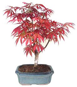 Beautiful Imported Japanese Red Maple Bonsai Tree Seed Pack of 20