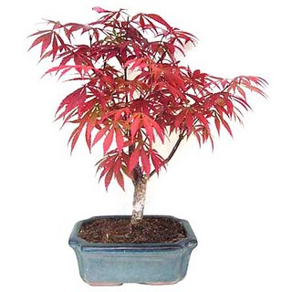 Beautiful Imported Japanese Red Maple Bonsai Tree Seed Pack of 20