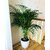 Bonsai Plant Areca Palm Indoor Plant Best Quality Seeds