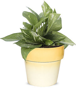 Greenium Foliage Green Money Plant In Yellow Pastel Elegance Pot