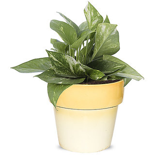Greenium Foliage Green Money Plant In Yellow Pastel Elegance Pot