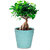 Greenium Bonsai Plant Grafted Ficus 200GM in Green Edgy Origami Pot