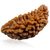 Raviour Lifestyle Ek Mukhi Rudraksha Natural & Original Rudraksha Beads