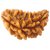 Raviour Lifestyle Ek Mukhi Rudraksha / 1 Mukhi Rudraksha /  Kaju Shape Half Moon Shape Rudraksha Beads