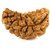 Raviour Lifestyle Ek Mukhi Rudraksha / 1 Mukhi Rudraksha /  Kaju Shape Half Moon Shape Rudraksha Beads