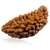 Raviour Lifestyle Natural & Energized Ek Mukhi Rudraksha Beads For Astrological Benefits