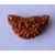 Raviour Lifestyle Natural & Energized Ek Mukhi Rudraksha Beads For Astrological Benefits