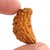 Raviour Lifestyle Original & Natural Ek Mukhi Rudraksha Beads For Astrological Benefits