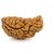 Raviour Lifestyle Lord Shiva Ek Mukhi Rudraksha / 1 mukhi Rudraksha Original & Natural Beads